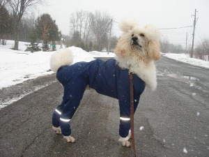 muttopia dog full-body raincoat, muttluks rainsuit